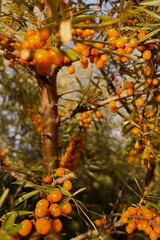 sea ​​​​buckthorn branch with ripe orange berries  in autumn garden