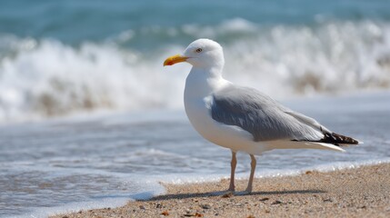 Fototapeta premium A seagull stands on the sandy shore observing the ocean waves rolling in. The sun shines brightly creating a tranquil beach scene filled with nature.