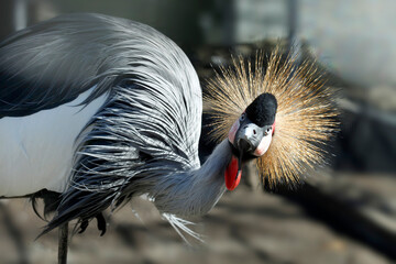 Fototapeta premium Eastern crowed crane in cage