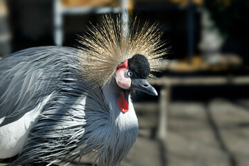 Eastern crowed crane in cage