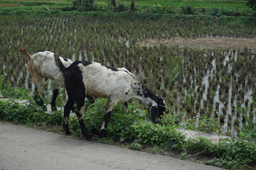 Obraz premium two goats were looking for grass on the concrete road to eat in the heat of the day, even though the supply of grass was very small, they were still having fun looking for it and sometimes sitting dow