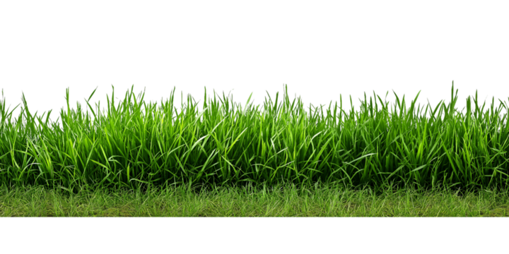 Green Grass Border isolated on a transparent background