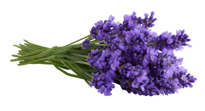 Lavender flowers on white background isolated on a transparent background - Powered by Adobe