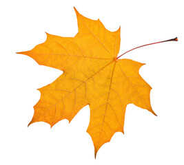 Close-up of a colorful autumn maple leaf isolated on transparent background. Vibrant orange and yellow tones highlight the beauty of fall season and natural details. PNG file.