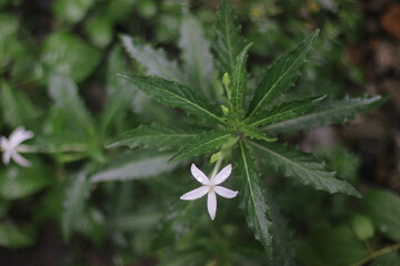 Close-up of a white flower with green leaves.