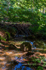 A large beaver dam on a forest stream. The beaver's dam was built using many branches and mud.