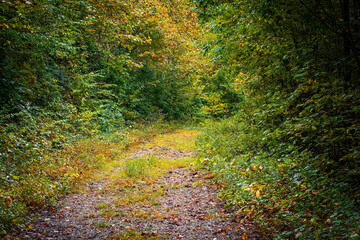 Walking Path in the Fall in Rural North Carolina