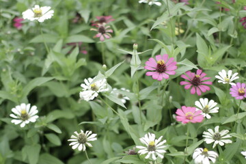 A vibrant garden scene with a mix of white and pink Zinnia flowers.