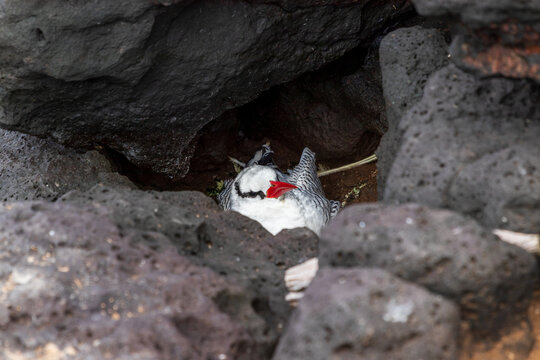 Juvenile Red-billed Tropicbird sitting in between black rocks