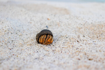 Galapagos semi-terrestrial hermit crab on a pristine sandy beach, curled in it's shell, with two eyes peeking out