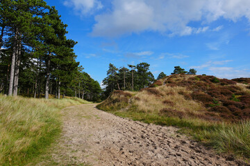 Die wundersch&ouml;ne Vegetation auf der Insel R&ouml;m&ouml; in D&auml;nemark an einem sonnigen Sp&auml;tsommertag