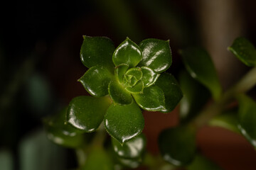 Close-up of a vibrant green succulent plant with new leaves, representing growth and life