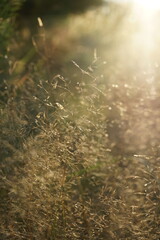 Morning in the forest. Autumn golden grass in the rays of the sun