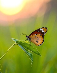 Beautiful butterfly perched on a leaf at sunset