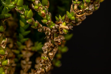 Close-up of a succulent plant with both fresh and dry leaves, symbolizing the life cycle