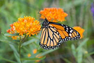 Butterfly 2020-92
Monarch butterfly (Danaus plexippus)