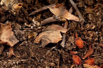 Close-up of a dry, cracked, and rough ground with dead leaves and debris