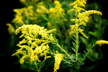 Blooming Golden Rod Plant with a Dark Background