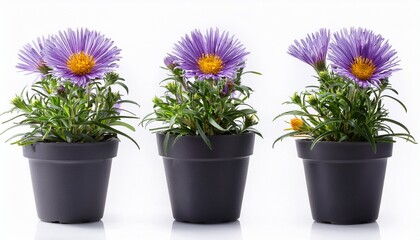 Brachyscome Flowers With Purple Extensions And Yellow Center In A Dark Pot Isolated On White Background