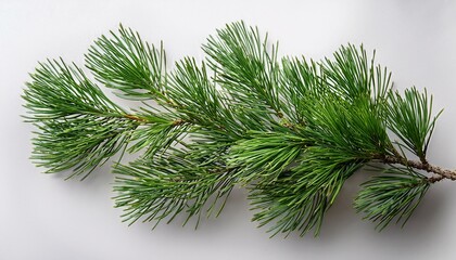 Green Cedar Sprig Isolated On A Transparent Background