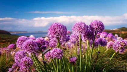 Sand Leek Rocambole Allium Scorodoprasum Flowers Closeup Selective Focus