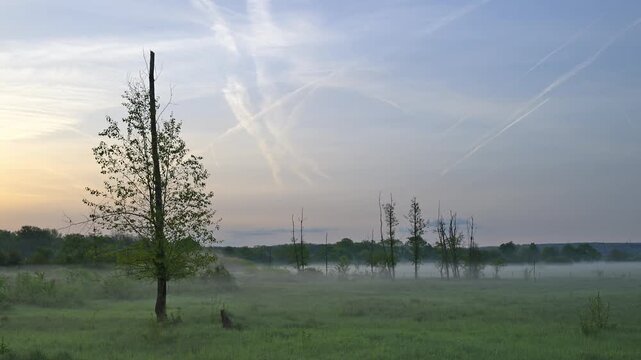 Landschaft, Nebelig, Morgen, Fr&uuml;hling, Erlensee, Hanau, Hessen, Deutschland, Europa