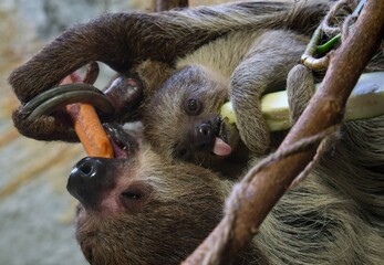 Linnaeus's two-toed sloth © Hana