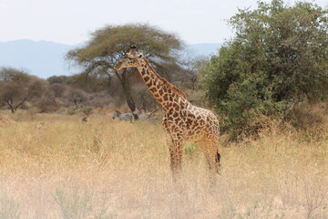 Wild giraffe observing surroundings in Tarangire National Park
