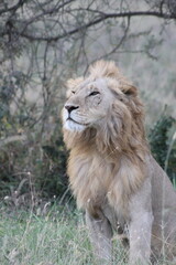Close-up portrait of male lion in Serengeti National Park, Tanzania