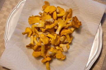 Simple plate of raw hand picked chantarelles mushrooms on paper