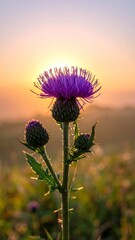 Close-up of a purple thistle at sunrise