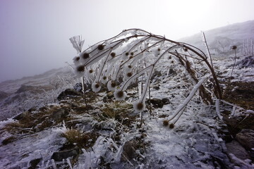 Frosted Alpine Plants and Flowers in Snow-Covered Mountains