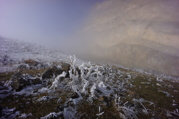 Frosted Alpine Plants and Flowers in Snow-Covered Mountains