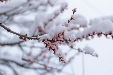 Snow covered plum blossom branch in winter