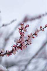 Snow covered plum blossom branch in winter