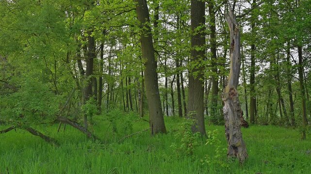 Wald, Morgen, Fr&uuml;hling, Erlensee, Hanau, Hessen, Deutschland, Europa