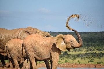 Obraz premium close-up-wild-african-elephants-blowing-water-from-trunk