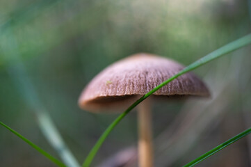 Close-up of a brown mushroom growing among grass in a forest setting, with shallow depth of field and natural lighting.