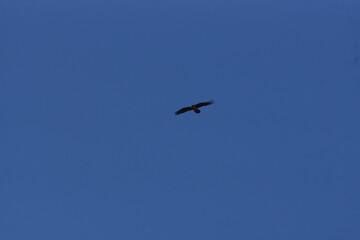 Bird of Prey Circling over Photographer against Blue Sky