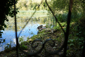 Old wooden boat resting on the overgrown shore of a tranquil pond with lily pads and reflections at Oakham Nature Reserve, Mansfield, Nottinghamshire, England.
