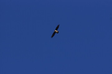 Bird of Prey Circling over Photographer against Blue Sky