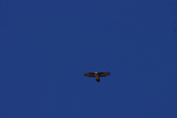 Bird of Prey Circling over Photographer against Blue Sky