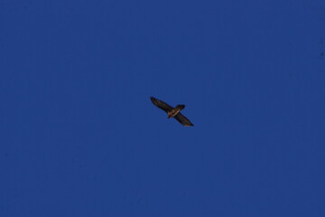 Bird of Prey Circling over Photographer against Blue Sky