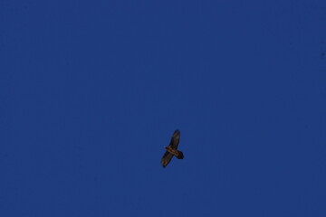 Bird of Prey Circling over Photographer against Blue Sky