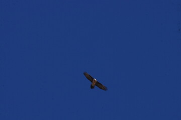 Bird of Prey Circling over Photographer against Blue Sky