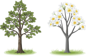 Obraz premium Green leafy tree and white frangipani flowering tree illustration, natural garden design, tropical plant artwork, eco friendly nature, botanical drawing, outdoor decoration, spring summer landscape