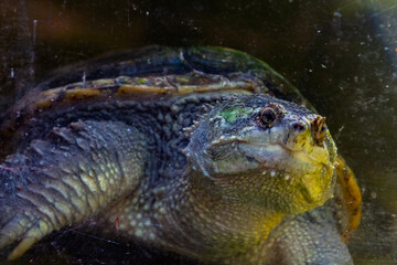 Obraz premium Snapping turtle in the water