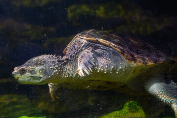 Snapping turtle in the water