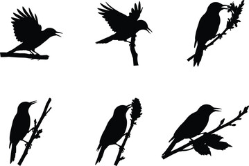 Silhouette vector illustration of small birds perched on branches, flying, feeding on flowers, black isolated wildlife animal shadow design collection.