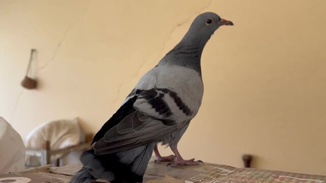 video clip of a young grey pigeon standing calmly on a balcony. Ideal for educational content, documentaries, and nature-themed videos.